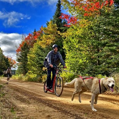 Cani-Trottinette