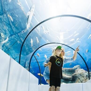 Aquarium Vignette